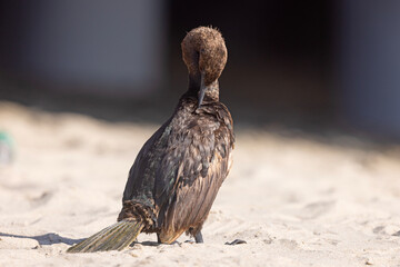 Kormoran modrogardły (Urile penicillatus)  © Grzegorz