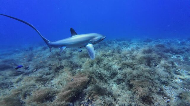 Pelagic Thresher Shark Swimming Above Reef Seafloor