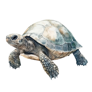 watercolor of Turtle, vector clipart, isolated on a white background.
