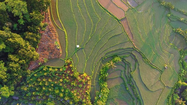 Aerial view of lush green terraced rice paddies with intricate agricultural patterns and small structures in Selomerto, Central Java, Indonesia.