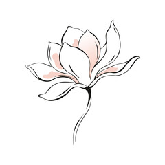 Minimal magnolia flower line art illustration with pink accents © DrASMShaker