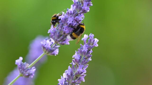 White-tailed bumblebee feeding the nectar of Lavender in summer in a domestic garden and one of them flies awayy. Bombus lucorum, Prunus avium, Indre-et-Loire 37, r&eacute;gion Centre, France, Europe