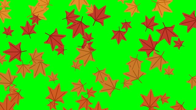 4K green screen seamless loop of falling autumn maple leaves vector motion graphic