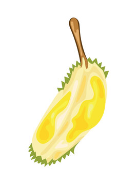 Flat vector illustration of a jackfruit half with yellow edible pods and textured green rind, isolated on a white background. Tropical exotic fruit design element.