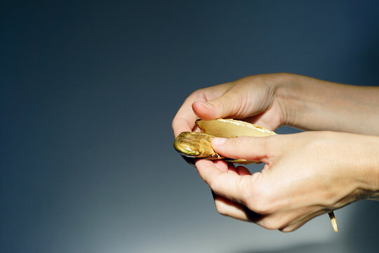 Hands opening mango seed husk to reveal inner kernel against dark background. Symbolizes seed viability assessment, circular gardening practices, and resource recovery through home propagation.