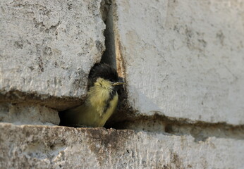 Young great tit fledgling in its natural habitat nestled within a man-made stone wall, urban wildlife adaptation © Виктория Тищенко