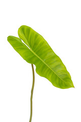 Vibrant green tropical leaf collection, detailed foliage, isolated on transparent background, botanical illustration © Thachakrit