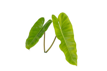 Bright tropical leaves with rich green color, isolated on transparent background clean and modern botanical artwork © Thachakrit