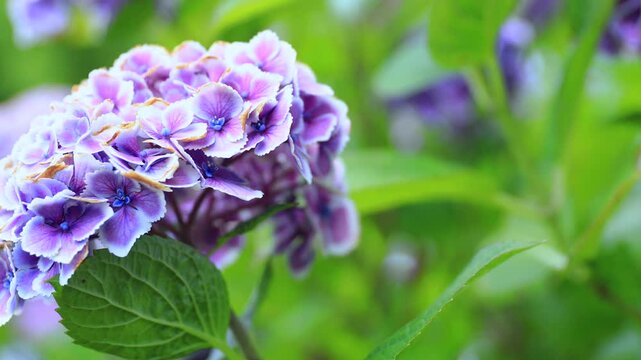 Hydrangea Blooming &ndash; Short 6 Seconds 4K Clip (No Audio)