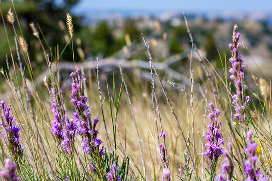 Purple Dotted Gayfeather flowers on side of hiking trail at Scotts Bluff National Monument in Scottsbluff, Nebraska