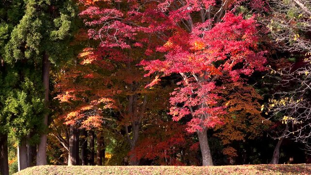 松前藩戸切地陣屋跡と紅葉