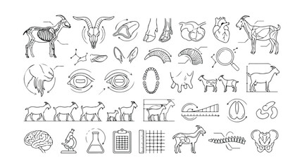 Fototapeta premium Goat anatomy and biology vector icon set, detailed livestock animal science illustrations, veterinary medicine and agricultural research graphics, farm animal health and husbandry resources