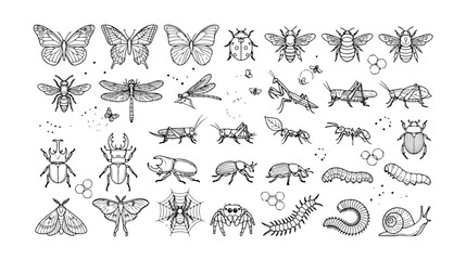 Detailed insect vector collection, hand-drawn bug illustrations, nature-inspired entomology graphics, diverse invertebrate set for educational and design projects © Jamie