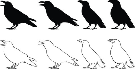 Raven and crow silhouette vector set, black bird outline linear drawing elements isolated on white background © kaiyum