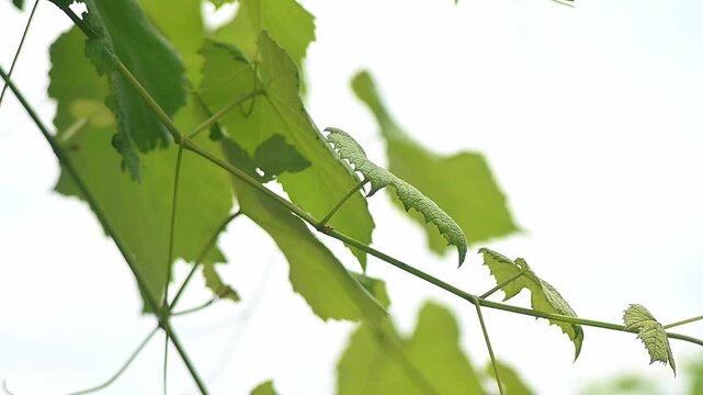 Close-up of vibrant green grape leaves and vines against a bright sky
