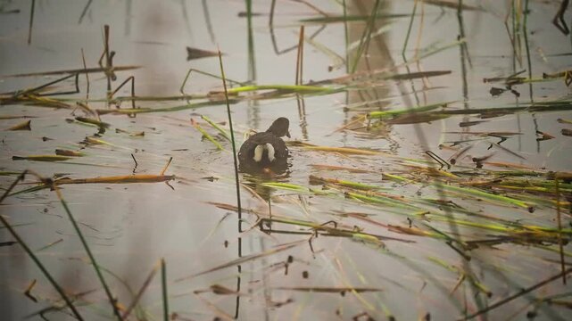 eurasian coot among wetland reeds and vegetation in gujarat india