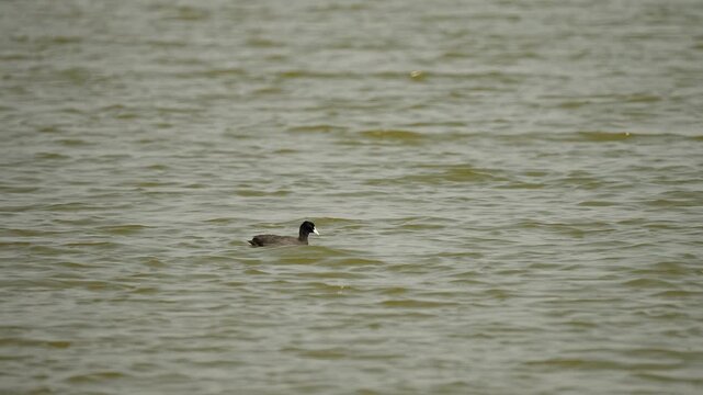 eurasian coot swimming on calm wetland water in gujarat india