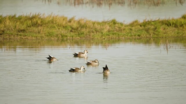 gadwall ducks feeding in wetland habitat at gujarat india