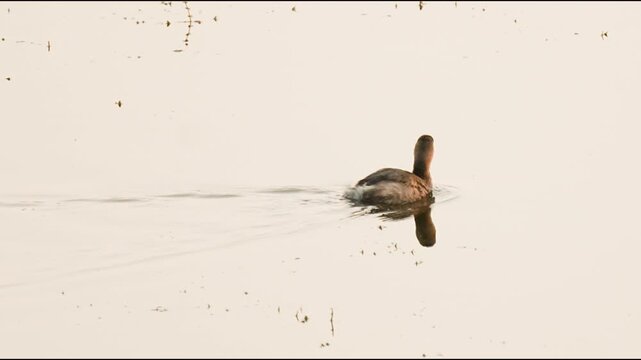 little grebe swimming with reflection on calm water in gujarat india