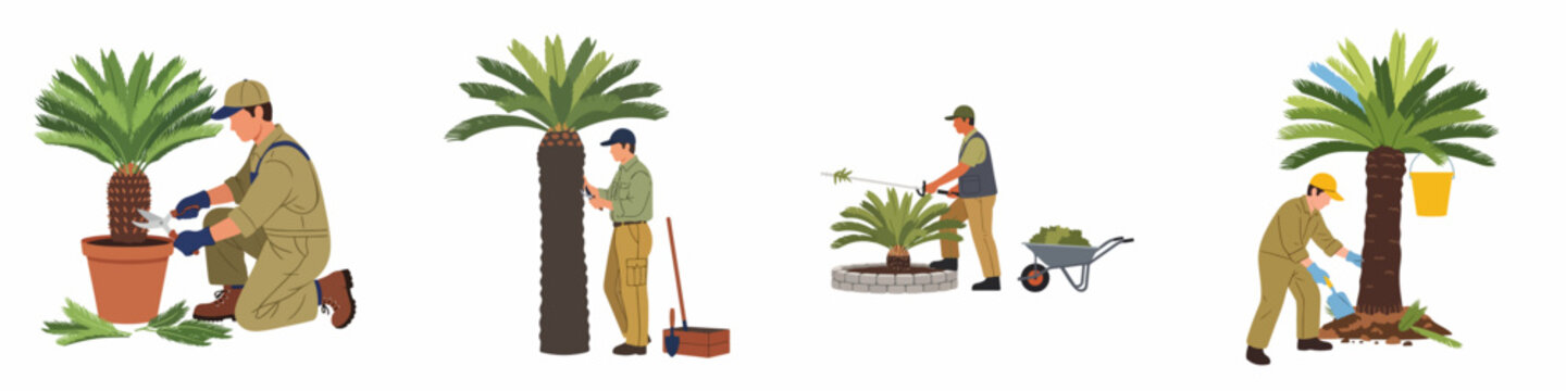 Set of illustrations showing professional gardeners and landscapers pruning and caring for palm trees and Sago palms using various gardening tools.