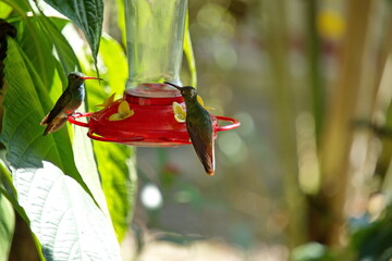 Obraz premium Rufous-tailed hummingbirds (Amazilia tzatcl) perched on a hummingbird feeder in the Intag Valley, Cuillaje, Ecuador