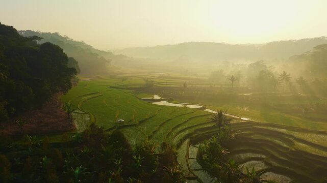 Aerial view of lush green rice terraces at sunrise with misty hills and palm trees in the countryside in Selomerto, Central Java, Indonesia.