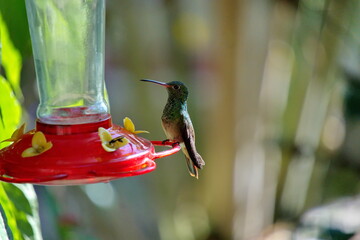 Obraz premium Rufous-tailed hummingbird (Amazilia tzatcl) perched on a hummingbird feeder in the Intag Valley, Cuillaje, Ecuador
