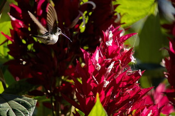 Obraz premium Western emerald (Chlorostilbon melanorhynchus) hummingbird in flight at a red flower in the Intag Valley, Cuillaje, Ecuador
