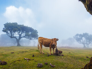 Naklejka premium A brown cow standing on a green pasture next to ancient trees in the mysterious morning fog of Fanal Forest, Madeira.