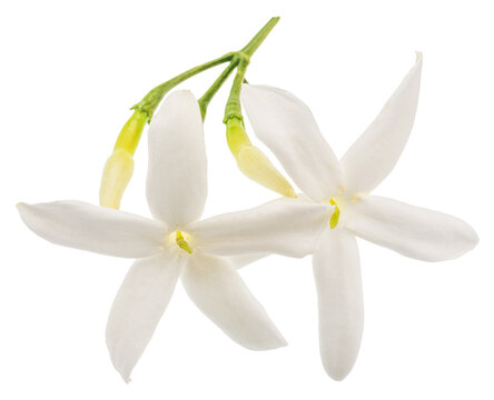 White star-shaped jasmine flowers with tender green stems, isolated on a white background. Natural perfume ingredient.