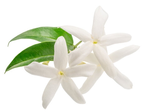 Delicate cluster of white star-shaped jasmine flowers with tender green stems and jasmine leaves, isolated on a white background. Natural perfume ingredient.