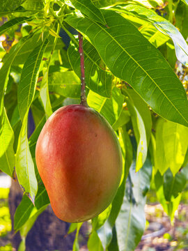 A large ripe reddish mango fruit hanging from a branch of a tree surrounded by green leaves on a tropical plantation, Madeira, Portugal.