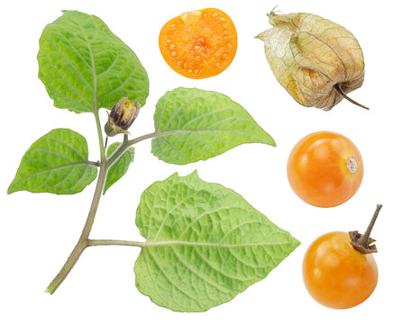  Fresh orange physalis berries with physalis leaves isolated on a white background.
