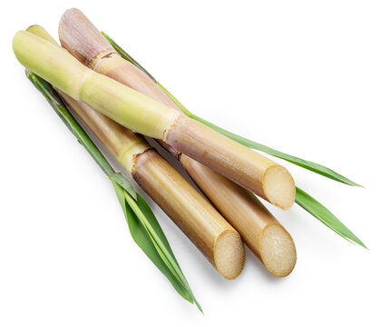 Fresh sugar cane stalks with fresh sugarcane leaves isolated on a white background. Natural sweetener and agricultural product concept.
