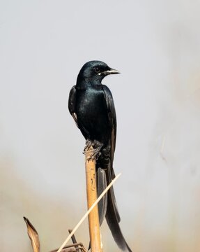 Beautiful close-up view of Indian black drongo bird stand on the brown dry tree branch or stick and searching some food and other birds. Isolated on blurry outdoor nature park area view in background.