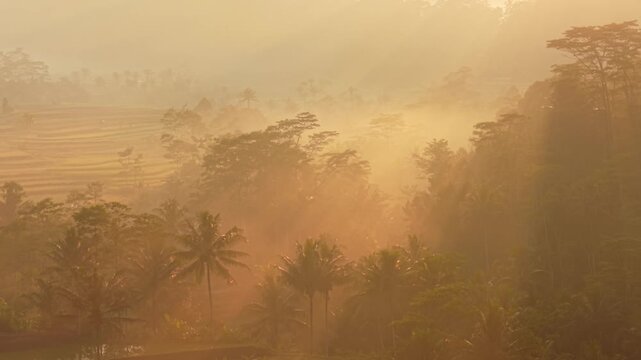 Aerial view of golden sunrise light over misty palm trees and terraced fields in Selomerto, Central Java, Indonesia.