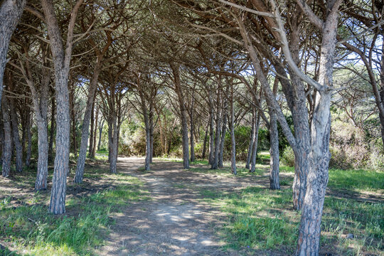 path among cluster pines in pine grove on Matta e Peru beach at Mediterranean coast, near Budoni, Italy