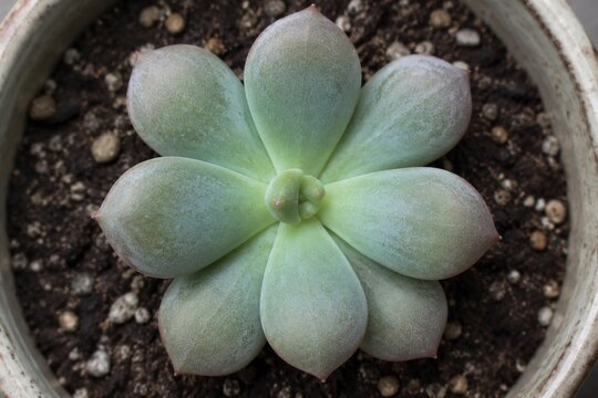 A succulent plant with a central stem and eight plump leaves, top-down view.