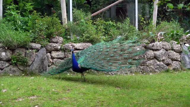 The Indian peafowl or blue peafowl, Pavo cristatus is a large and brightly coloured bird, is a species of peafowl native to South Asia, but introduced in many other parts of the world.