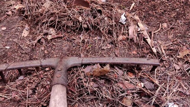 Rusty rake gathering dry leaves, pine needles and cones on dry soil, moving toward camera, close-up garden cleanup in countryside, seasonal outdoor maintenance