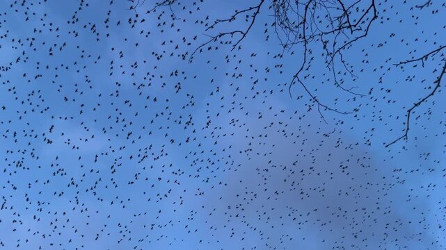 Large flock of birds flying slow motion as starlings in winter murmuration fly in large numbers UK 4K