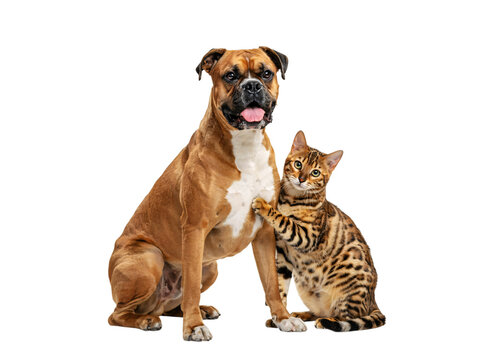 A large tan boxer dog and a spotted bengal cat pose isolated on png transparent background isolated on a transparent background