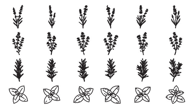 Hand drawn herb botanical illustrations, set of 24 black ink lavender rosemary and mint vector icons, rustic culinary plant sketches for packaging