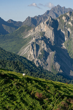 White Horse on Hillside at Jiuding Mountain Vertical