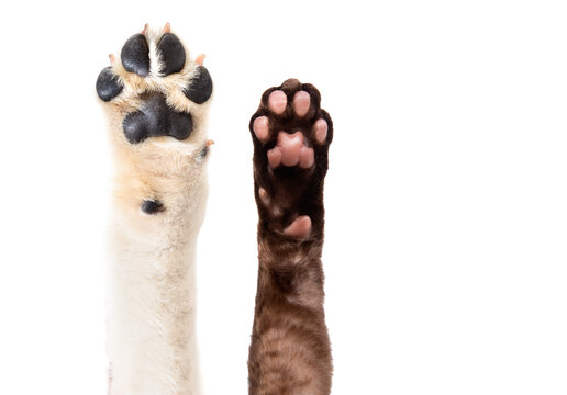 Paws of a Labrador retriever dog and a Devon Rex cat isolated on white background