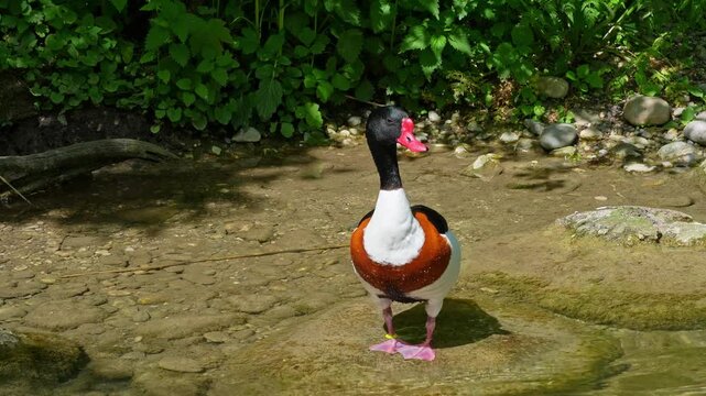The common shelduck, Tadorna tadorna is a waterfowl species of the shelduck genus, Tadorna.