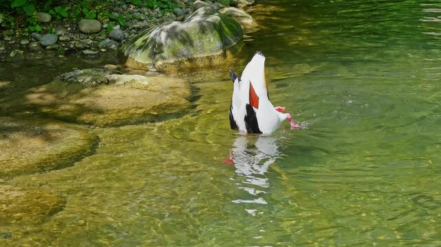 The common shelduck, Tadorna tadorna is a waterfowl species of the shelduck genus, Tadorna.