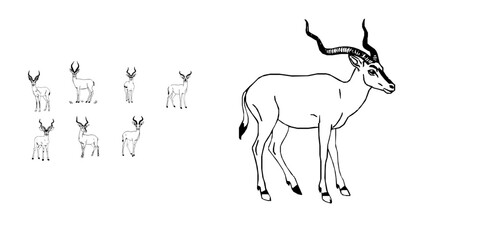 Chiru Antelope Outline Icon © P_edits