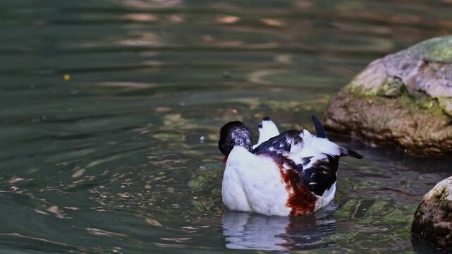 The common shelduck, Tadorna tadorna is a waterfowl species of the shelduck genus, Tadorna.