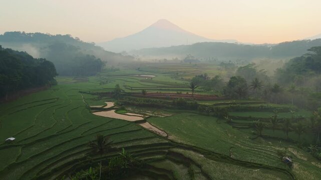 Aerial view of lush green rice terraces in Selomerto, Central Java, Indonesia.